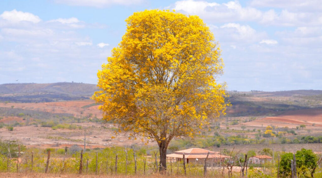 Primavera