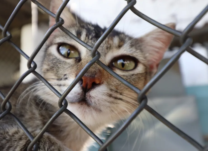 Lei de proteção animal Sergipe