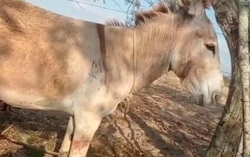 mutilação de jegues Poço Redondo
