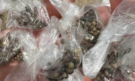 Plantação de maconha em Macambira