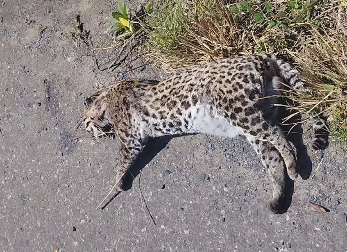 Jaguatirica atropelada SE-270