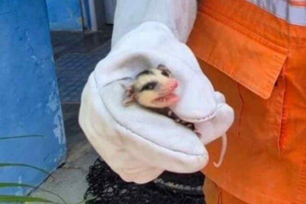 Bombeiros durante captura de saruê em escola no povoado Colônia Treze