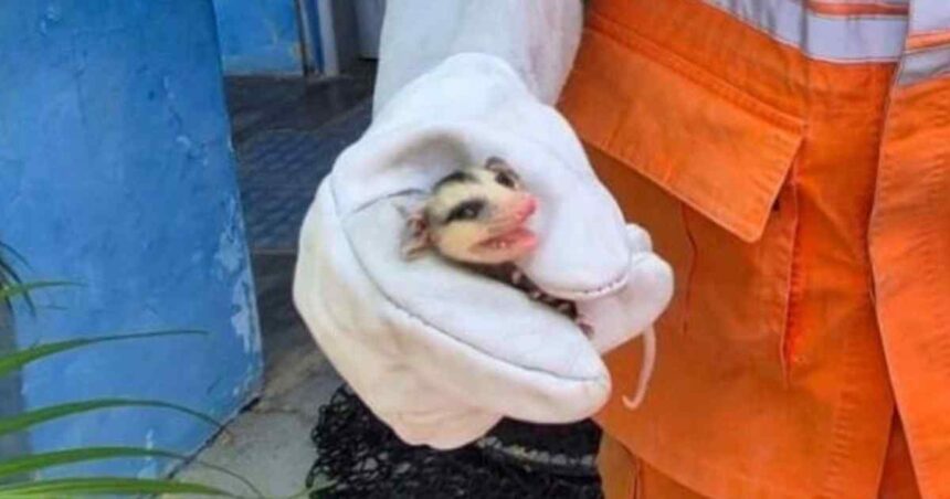 Bombeiros durante captura de saruê em escola no povoado Colônia Treze