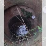 Cachorro sendo resgatado de cisterna pelo Corpo de Bombeiros em Lagarto