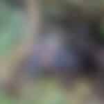 Corpo de mototaxista encontrado amarrado e carbonizado em Itaporanga D’Ajuda