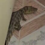 Filhote de jacaré encontrado atrás do sofá em uma residência no povoado Carcará, em Lagarto.