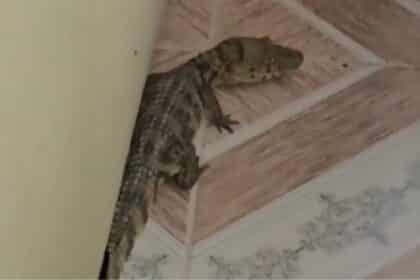 Filhote de jacaré encontrado atrás do sofá em uma residência no povoado Carcará, em Lagarto.