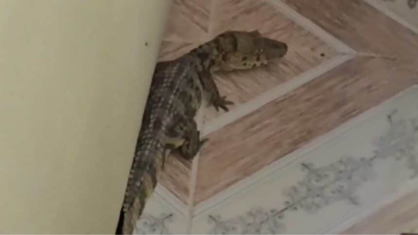 Filhote de jacaré encontrado atrás do sofá em uma residência no povoado Carcará, em Lagarto.