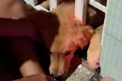 Equipe do Corpo de Bombeiros realizando o resgate de um filhote de cachorro preso em um portão de ferro.