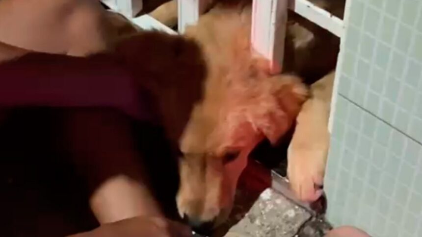 Equipe do Corpo de Bombeiros realizando o resgate de um filhote de cachorro preso em um portão de ferro.