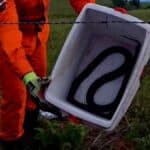 Bombeiros de Sergipe realizando a captura de uma cobra mussurana preta em Riachão do Dantas.