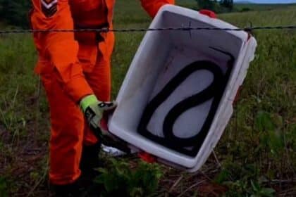 Bombeiros de Sergipe realizando a captura de uma cobra mussurana preta em Riachão do Dantas.