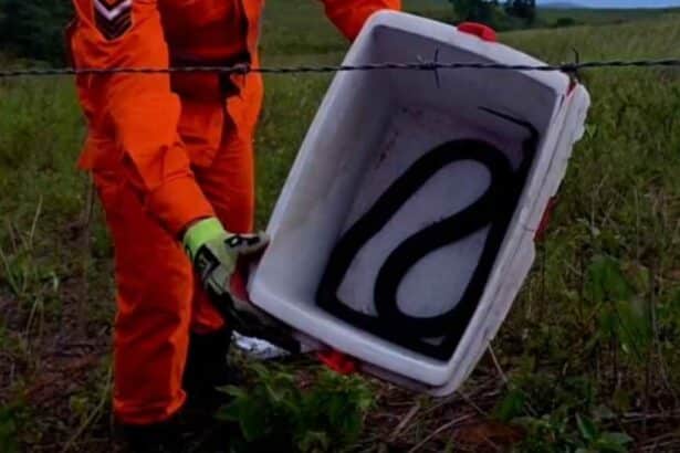Bombeiros de Sergipe realizando a captura de uma cobra mussurana preta em Riachão do Dantas.