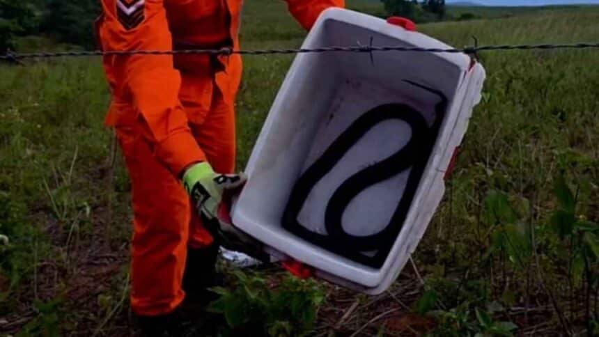 Bombeiros de Sergipe realizando a captura de uma cobra mussurana preta em Riachão do Dantas.