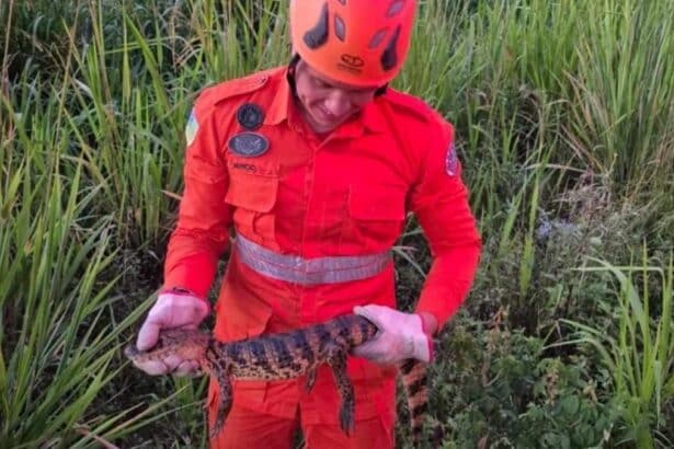 resgate-jacare-bombeiros-lagarto-sergipe