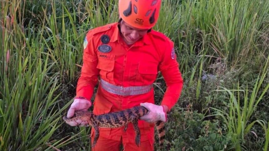 resgate-jacare-bombeiros-lagarto-sergipe