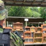 Gaiolas com pássaros silvestres apreendidos pela Polícia Ambiental na feira livre de Lagarto.