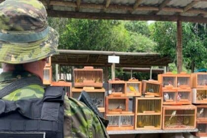 Gaiolas com pássaros silvestres apreendidos pela Polícia Ambiental na feira livre de Lagarto.