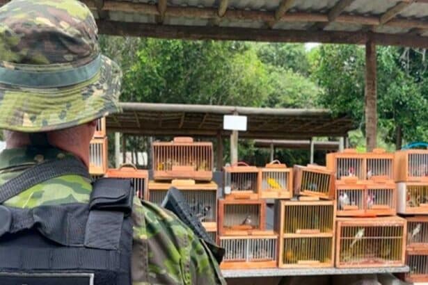 Gaiolas com pássaros silvestres apreendidos pela Polícia Ambiental na feira livre de Lagarto.