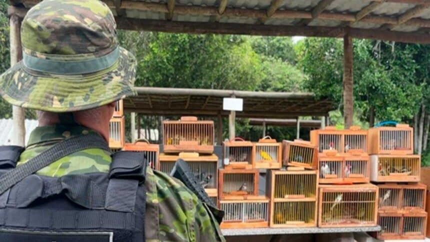 Gaiolas com pássaros silvestres apreendidos pela Polícia Ambiental na feira livre de Lagarto.