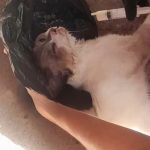Foto do Gato morto