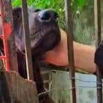 Cachorro da raça Border Collie com olhar triste e pelagem suja, abrigado temporariamente em uma caixa de transporte pet.