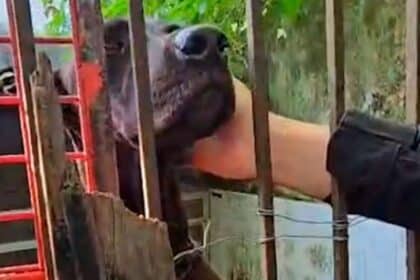 Cachorro da raça Border Collie com olhar triste e pelagem suja, abrigado temporariamente em uma caixa de transporte pet.