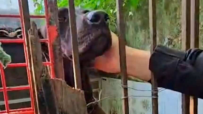 Cachorro da raça Border Collie com olhar triste e pelagem suja, abrigado temporariamente em uma caixa de transporte pet.