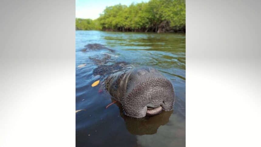 Focinho de um peixe-boi-marinho emergindo das águas marinhas com manchas claras na pele espessa.
