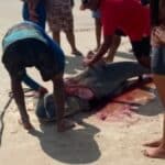 Tubarão-tigre de grande porte na areia da Praia do Abaís após captura por pescadores.