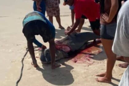 Tubarão-tigre de grande porte na areia da Praia do Abaís após captura por pescadores.