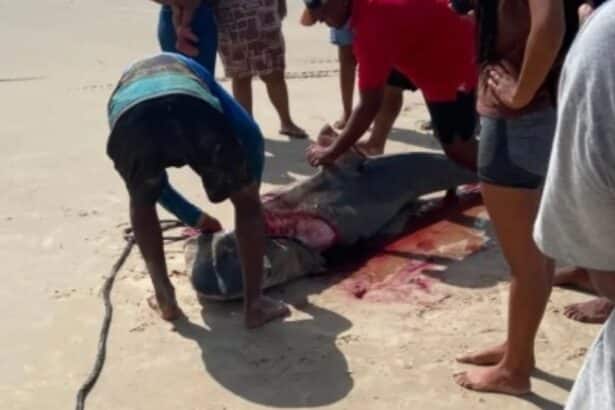 Tubarão-tigre de grande porte na areia da Praia do Abaís após captura por pescadores.