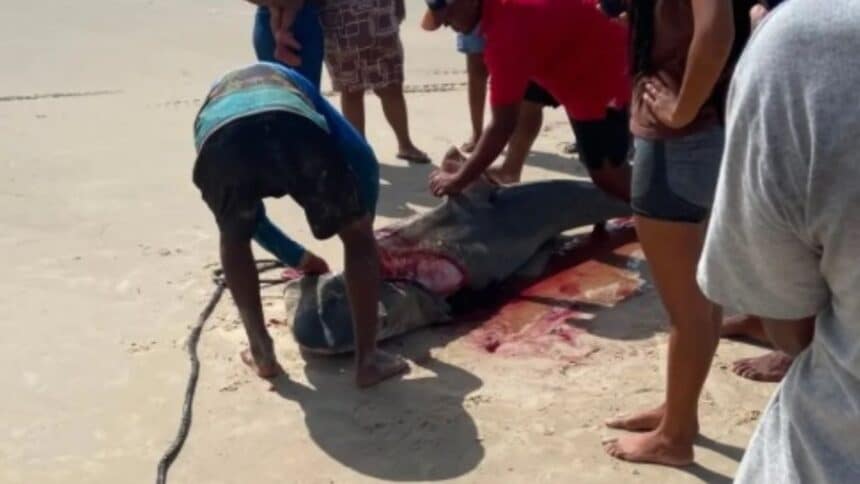 Tubarão-tigre de grande porte na areia da Praia do Abaís após captura por pescadores.