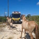 Viatura do BPRv e Caminhão Boiadeiro durante operação de recolhimento de animais nas vias.