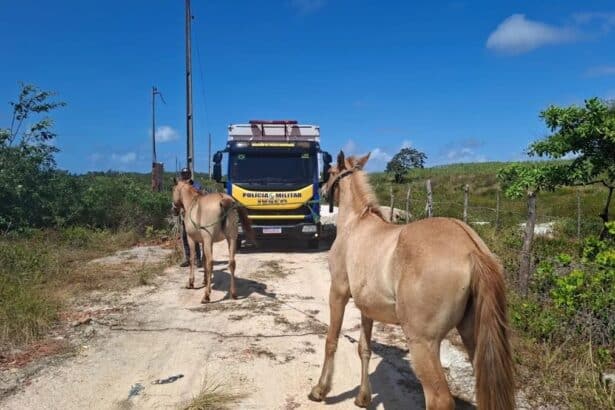 Viatura do BPRv e Caminhão Boiadeiro durante operação de recolhimento de animais nas vias.