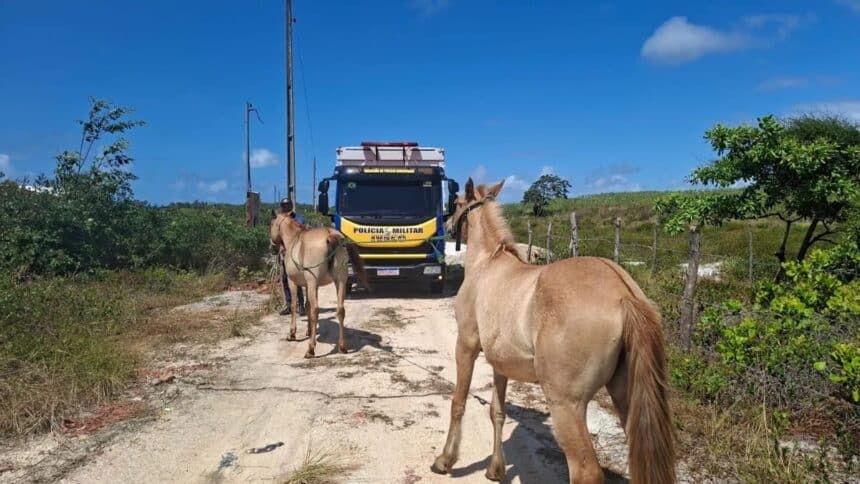 Viatura do BPRv e Caminhão Boiadeiro durante operação de recolhimento de animais nas vias.